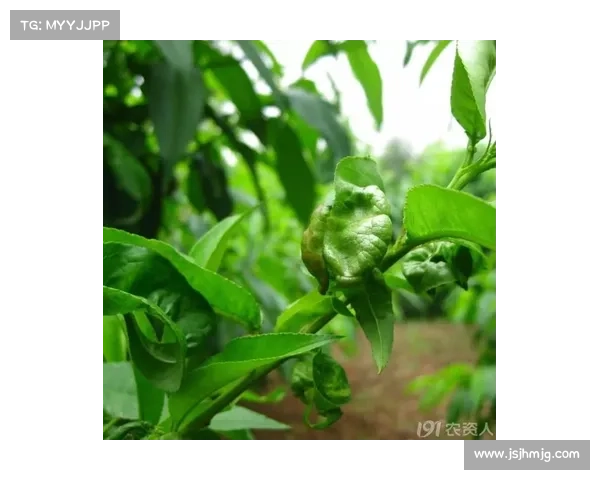 冬季转会窗口全面解析 球迷必知的重要时间节点与转会动态 冬季转会窗口全面解析 球迷必知的重要时间节点与转会动态